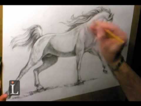 Arabian Horse Drawing